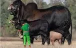 گاوهای باورنکردنی؛ گاو غول پیکر با عضلات باورنکردنی که برای مسابقه آماه میشن
