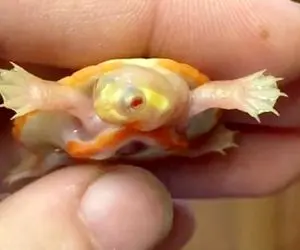 راز بقا؛ نوزاد لاک پشت عجیب الخلقه‌ای که قلبش بیرون از بدنش تشکیل شده!