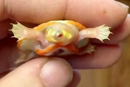 راز بقا؛ نوزاد لاک پشت عجیب الخلقه‌ای که قلبش بیرون از بدنش تشکیل شده!