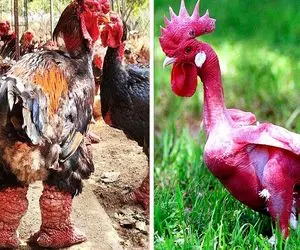 کارخانه حیوانات؛ به خروس خونگی هورمون خرس زدن شد این خوش رنگ و لعاب هیبت دار