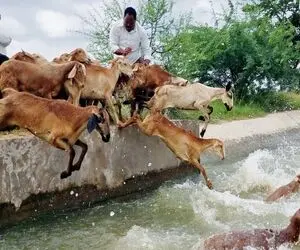 حمام و آبتنی گوسفندان در آب رودخانه/ یکی از آن ها چه شیرجه قهرمانانه ای میزند