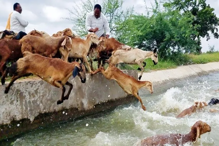 حمام و آبتنی گوسفندان در آب رودخانه/ یکی از آن ها چه شیرجه قهرمانانه ای میزند