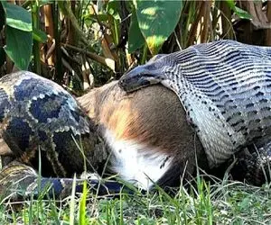 مستند حیات وحش / پیتون قطور غزال گریز پا رو بلعید شکمش داره پاره میشه