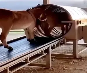 فرآوری الاغ؛ روی ریل میفرستنشون تو دستگاه مخصوص ژامبون خر تحویل میگیرن 