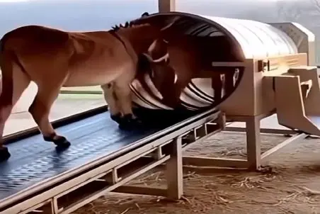 فرآوری الاغ؛ روی ریل میفرستنشون تو دستگاه مخصوص ژامبون خر تحویل میگیرن 