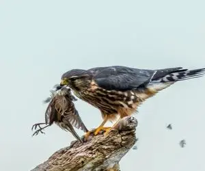 از بدایع حیات وحش؛ شاهین قصی القلب پرای گنجشک کند گوشتشو ریز کرد واس جوجه اش