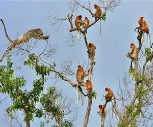 مستند حیات وحش؛ پلنگ برای شکار میمون روی درخت لازم باشه بال در میاره 