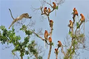 مستند حیات وحش؛ پلنگ برای شکار میمون روی درخت لازم باشه بال در میاره 