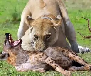 از جذابیت های حیات وحش؛ 30 لحظه ای که شیر از دست کفتار عصبانی میشه و منهدمش میکنه