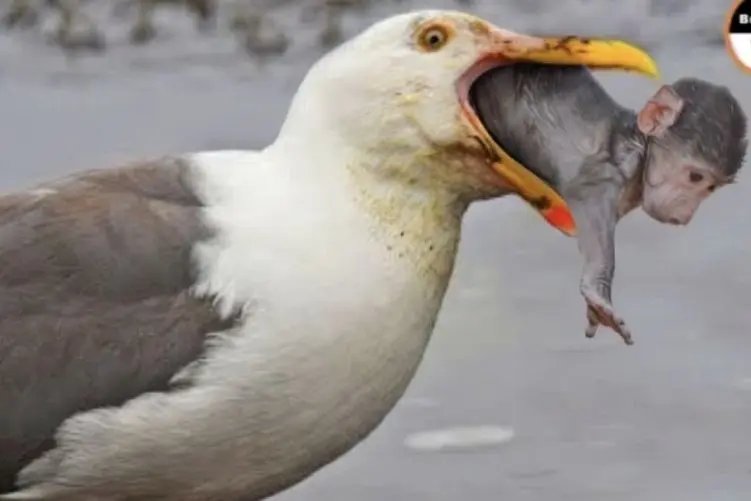 مستند حیات وحش؛ مرغ دریایی ملعون به طرز عجیبی میمون نقلی را بلعید