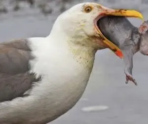 مستند حیات وحش؛ مرغ دریایی ملعون به طرز عجیبی میمون نقلی را بلعید