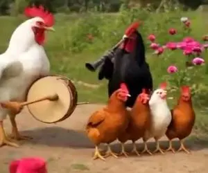 آواز شاد؛ رقص مرغ و خروس دیده بودین تا حالا؟/ خروسا میزنن مرغا میرقصن