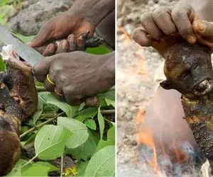 جنگجویان طبیعت؛ بربرهای برهنه موهای بچه میمونو رو آتیش میسوزونن درسته میبلعن