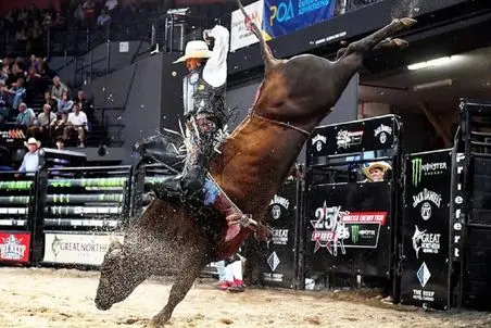 گاوهای باورنکردنی؛ گاو عصیانگر بابای گاو چرون آورد جلو چشمش جرعت نکنه سوارش شه