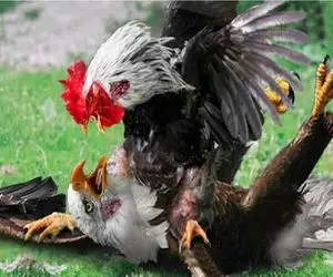 شاهکار حیات وحش / مرغ دلیر برای صیانت جوجه هایش از عقاب لاشه ای گذاشت برای سگ