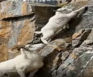 نبض وحش؛ بز کوهی از اول به کره اش یاد میده جاذبه رو آدم حساب نکنه