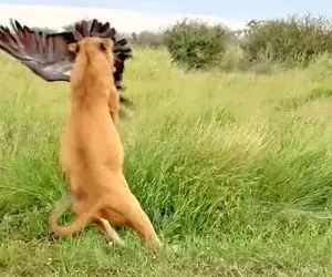 از جذابیت های حیات وحش؛ شیر با پرشی حماسی کرکس را شکار کرد