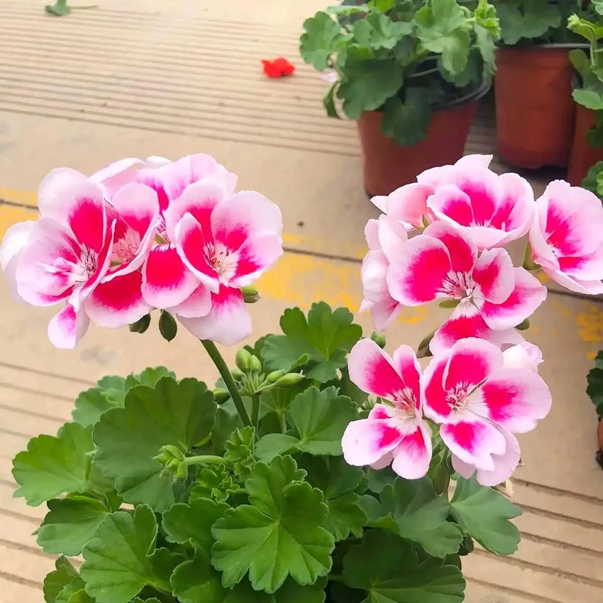 Geraniums-2