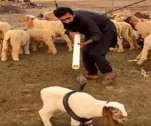 دامداری نوین؛ مار پیچیده دور بزغاله چوپان مفت تقدیمش نکرد جنگید