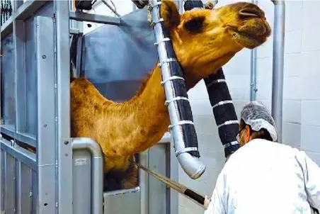 فرآوری شتر؛ بعد 80 سال بهره کشی از اشتر میبرن سلاخخونه شرحه میکنن