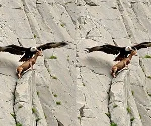 بدایع حیات وحش / فرود اجباری بز کوهی با طرح شوم عقاب برای ناهاری بی‌دردسر