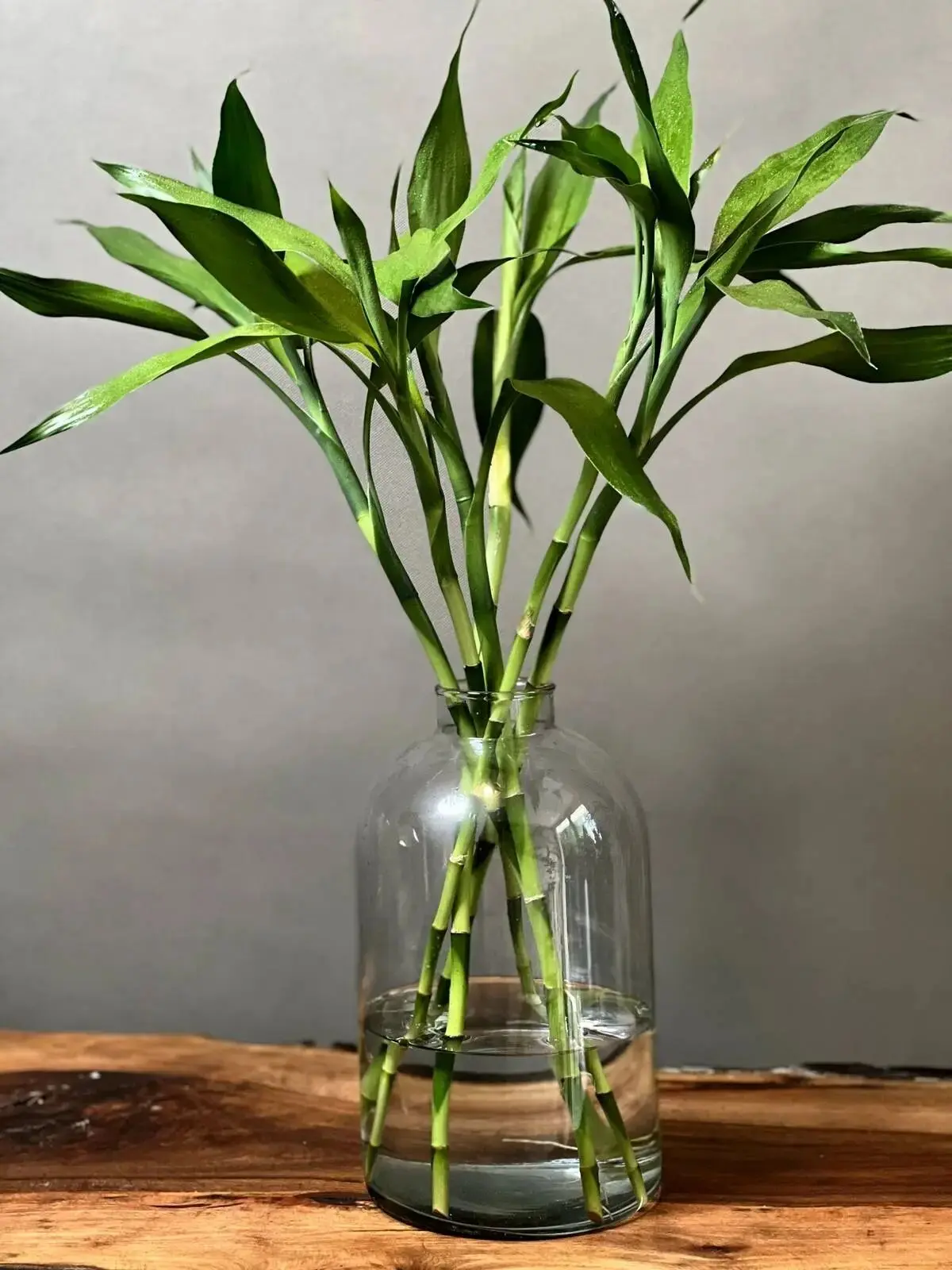 گیاهان آپارتمانی خنک کننده هوا