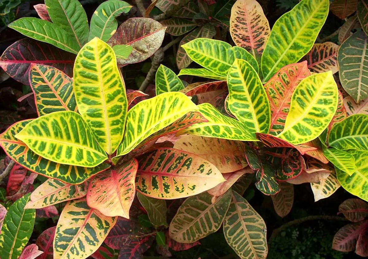 croton-plant-6