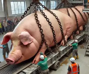 فرآوری خوک؛ خوک لجن صورتی قلمبه شد میبرن به مسلخ تا به چهار میخ بکشن سوسیس شه