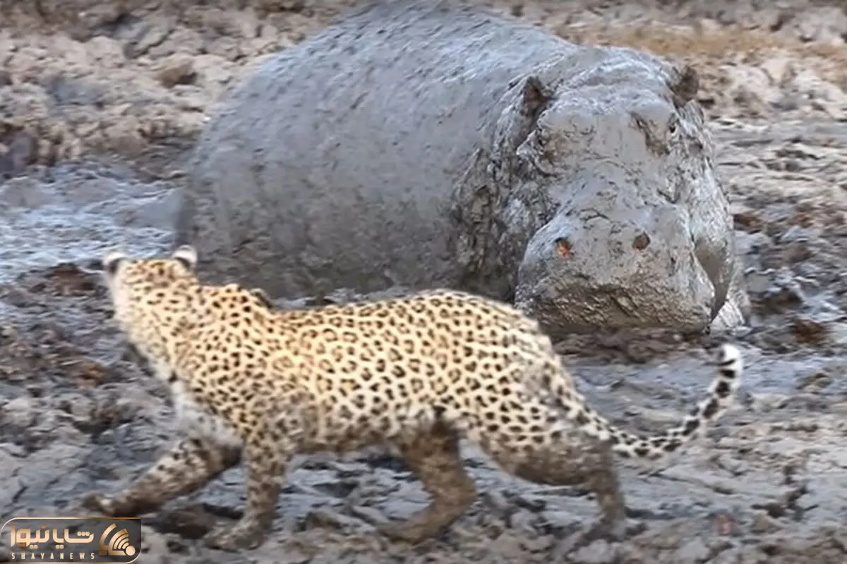 Hippo Surprise Leopard’s shayanews