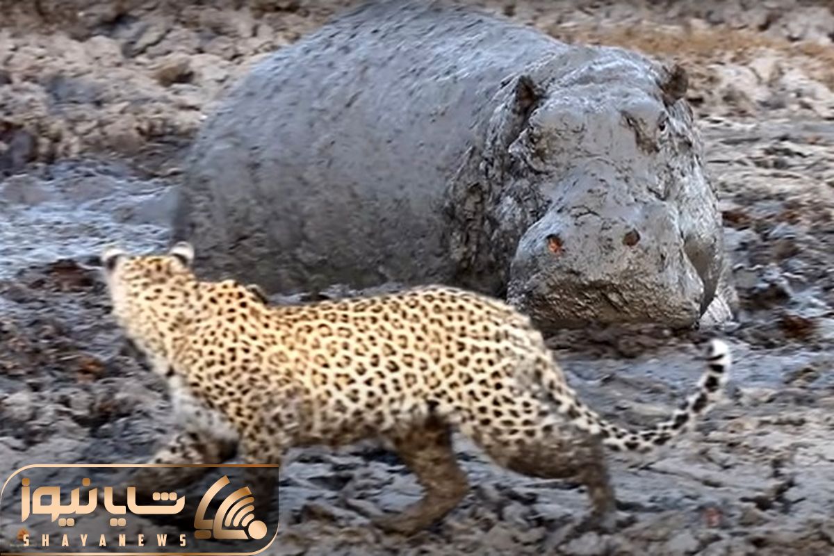 Hippo Surprise Leopard’s shayanews
