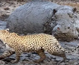 از جذابیت های حیات وحش؛ ماده پلنگ باهوشی که با اسب آبی غول پیکر درافتاد!