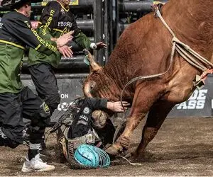 تاخت‌وتازهای خونین؛  گاو سرکش وسط بازی چارپا میپره رو گاوچرون دنده‌هاش میشکنه