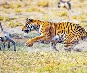 حیات وحش حیرت انگیز؛ میمون زرنگ ببر وحشی رو با اون ابعاد جوری سر کار گذاشت که برگااام!