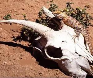 از جذابیت‌های حیات وحش؛ مارمولک قد یه بند انگشته به بز حمله میکنه فقط جمجمه اش موند