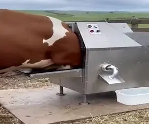دامداری نوین؛ گاو رو بردن تو دستگاه از دهنش شیر دوشیدن
