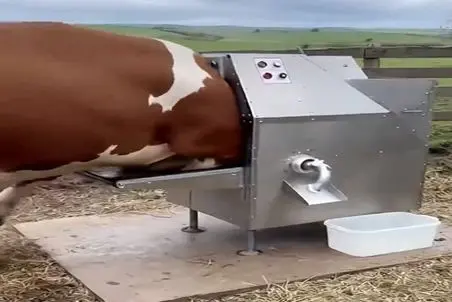 دامداری نوین؛ گاو رو بردن تو دستگاه از دهنش شیر دوشیدن