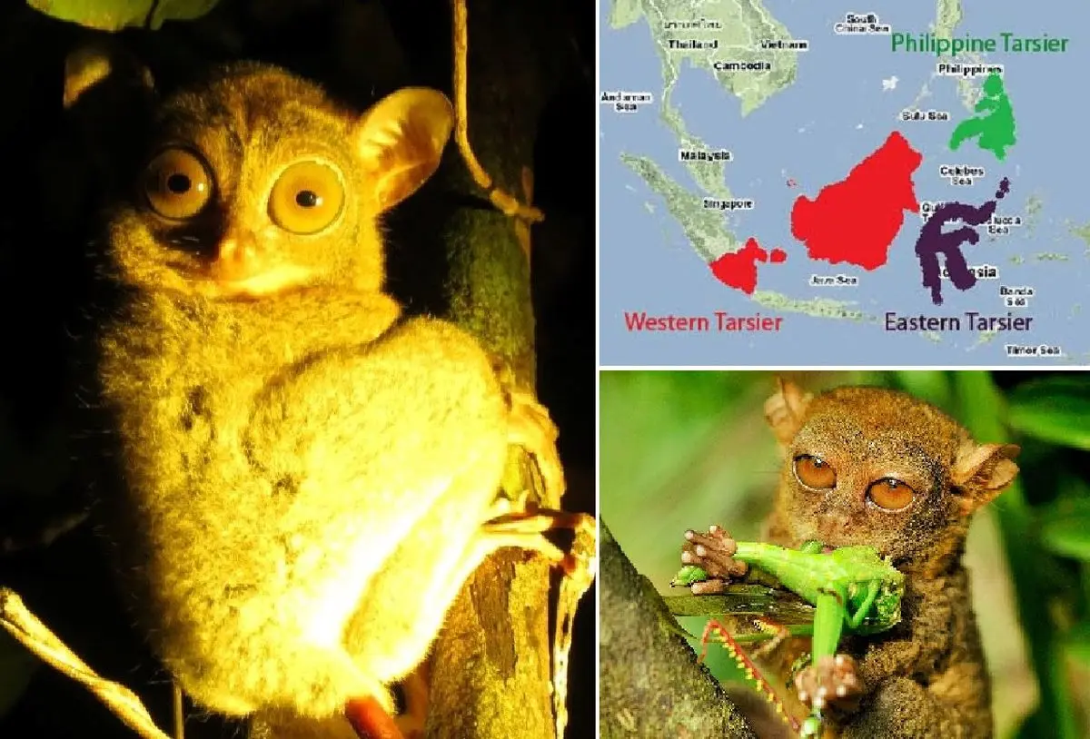 tarsier food diet