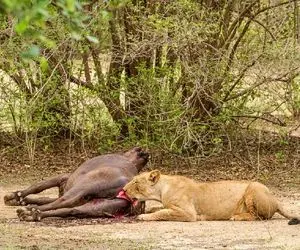 صحنه دهشتناک؛ شیر کودک آزار نوزاد گاومیشو کشت تا بتونه بوفالو تیکه کنه بخوره