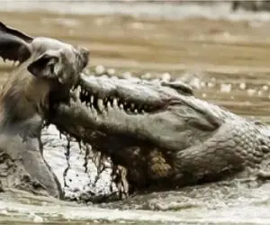 مستند حیات وحش / سگ وحشی طعمه تمساح را میدزدد خود جانشین میشود