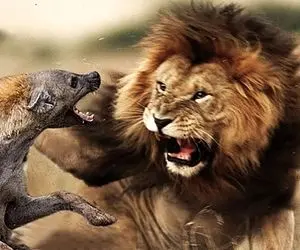 مستند حیاوت وحش؛ شیر خودخواه در کمال خونسردی گردن کفتارو زیر دندوناش له میکنه