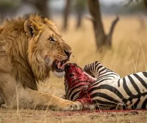 جذابیت حیات وحش؛ ببین چه اتفاقی افتاد که این پلنگ دد به خر راه راه حمله کرد