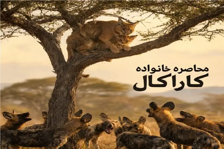محاصره خانواده کاراکال؛ سگ‌های وحشی برای پایین کشیدن مادر و توله‌ها حمله کردند