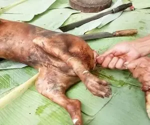 فرآوری سگ؛ سگ رو درسته برشته و بریون میکنن و چندش وار دل و روده اش رو درمیارن