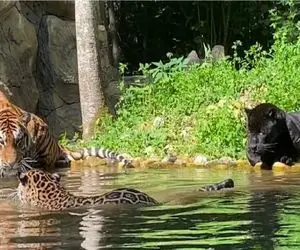 مستند حیات وحش؛ در مثلث جنگی ببر، پلنگ و جگوار سیاه چه کسی در صدر است؟