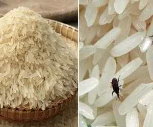 کیسه برنج عزیزتو باز کردی دیدی شپشک داره توش میلوله؟ / با این ترفندا راحت از بین میرن