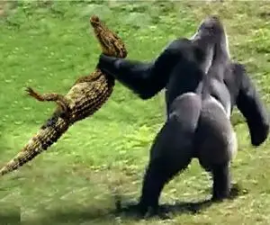 مستند حیات وحش؛ تمساح بابای خورنده تخم هاش رو میاره جلوی چشمش