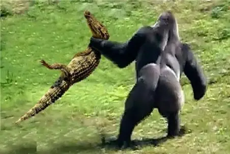 مستند حیات وحش؛ تمساح بابای خورنده تخم هاش رو میاره جلوی چشمش