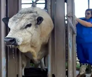 فراوری گاو؛ با هیکل های گنده شون یک گاو سنگین رو زدن زمین افتادن به شرحه شرحه کردن