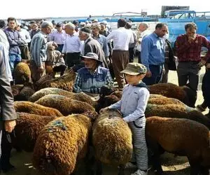 قیمت دام زنده امروز ۲۰ اردیبهشت ۱۴۰۴/ افزایش قیمت‌ها به جان بازار افتاد