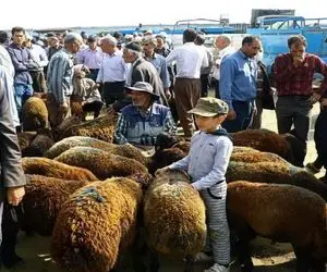 قیمت دام زنده امروز ۲۰ اردیبهشت ۱۴۰۴/ افزایش قیمت‌ها به جان بازار افتاد